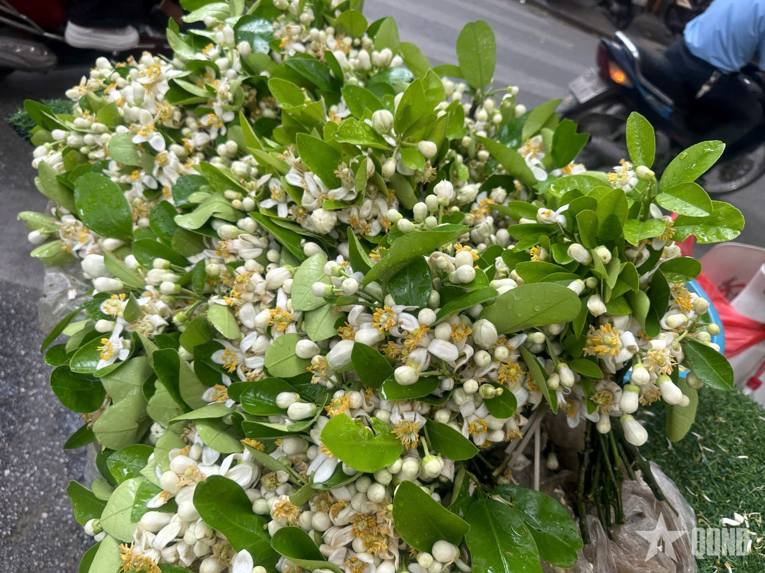 Hương thầm hoa bưởi tháng Ba